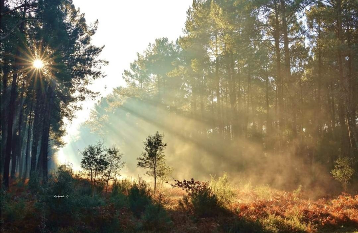 Landes Paysage